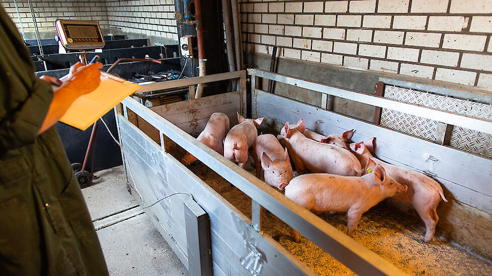 Goed onderzoek begint bij het meten van allerlei zaken. Op onze onderzoeksbedrijven worden de varkens op vast momenten gewogen.