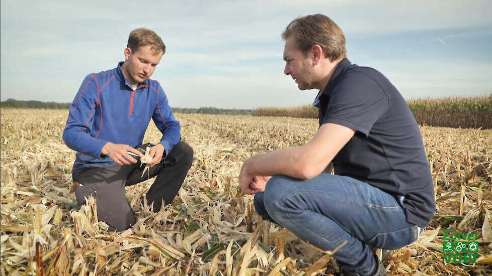 AgruniekRijnvallei › Hoe korrelmais wordt geoogst en verwerkt bij Varkenshouderij Tenhagen?
