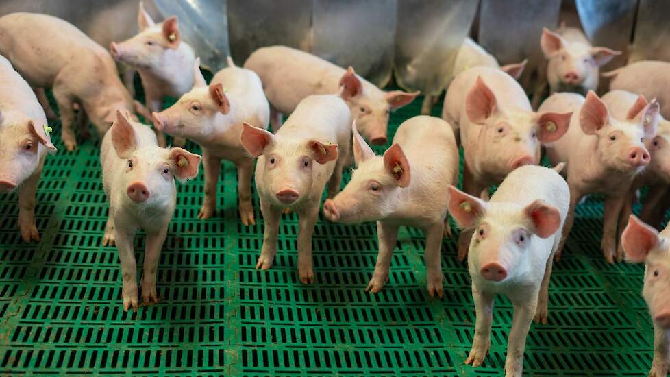 Ceva› Circo感染:您还记得症状吗? | pigbusiness.nl Ceva› Circo感染:您还记得症状吗? | pigbusiness.nl