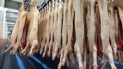 Aantal slachtingen Belgische varkens in 2024 gestabiliseerd