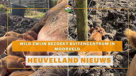 Heuvelland Nieuws: Wild zwijn bezoekt buitencentrum in Moorveld