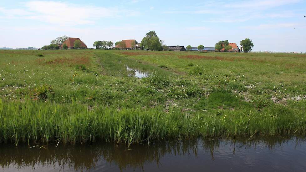 plasdras voor weidevogels in Friesland