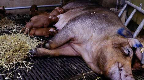 ILVO: ‘Nestbouwgedrag in vrijloopkraamhok biedt voordelen dierenwelzijn’