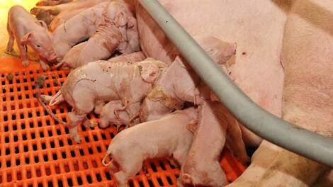 Essentieel om geboortediarree uit kraamstal te weren