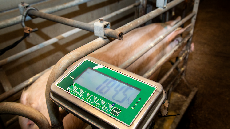 Wegen van gelten en zeugen belangrijk voor een hogere productie