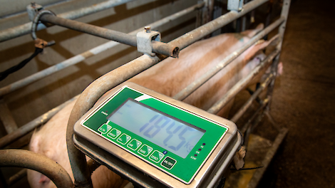 Is het wegen van gelten en zeugen belangrijk voor een hogere productie?