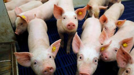 Nieuw onderzoeksproject wil alle emissies varkenshouderij verminderen
