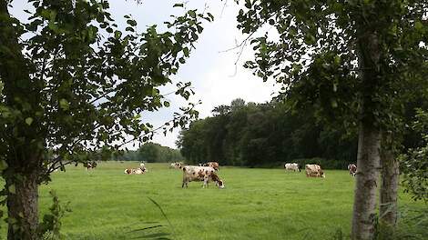 Iets meer details over stikstofaanpak Veluwe en De Peel: ‘Instellen van een strook van 250 meter rond overbelaste hexagonen’