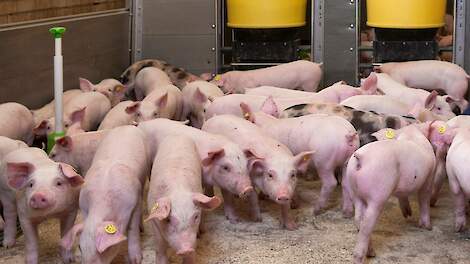 Subklinische circovirus infecties, een onderschat probleem?