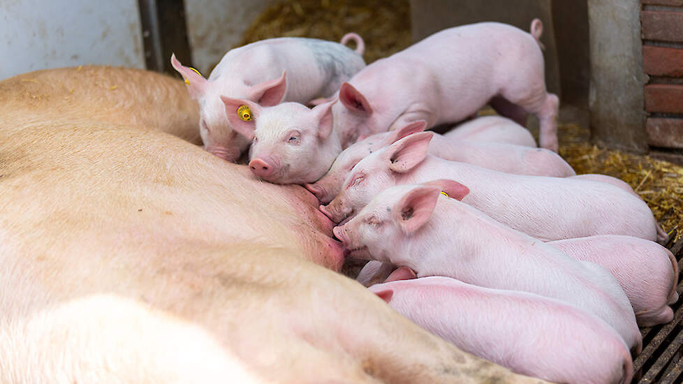 Omdat hij een biologisch bedrijf runt, heeft Van de Ven inmiddels ruime ervaring met vrijloopkraamhokken. “Voor ons is het inmiddels een vanzelfsprekendheid om te werken met vrijloopkraamhokken. Uiteraard blijven er dingen waar je goed op moet letten, maa