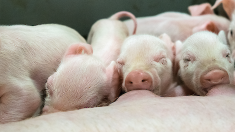 Een sterke start: gezonde biggen vanaf de eerste levensdagen