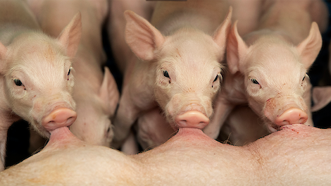 Vroege infecties met mycoplasma bij biggen: onderschat het risico niet