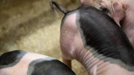 Denkavit: ‘Houden varkens met lange staarten uitdagend, maar niet onmogelijk’