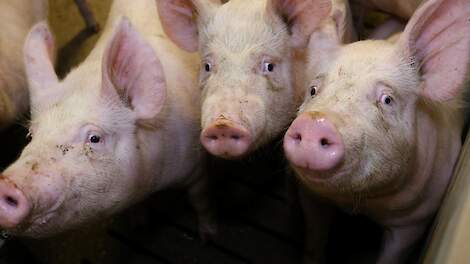 Fosfaatproductie varkenshouderij ligt zonder LBV-effect 4,5 miljoen kilo boven sectorplafond