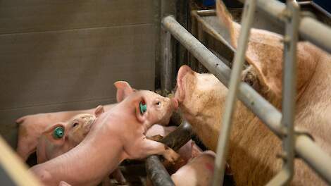 GD vindt nieuwe variant parvovirus bij biggen