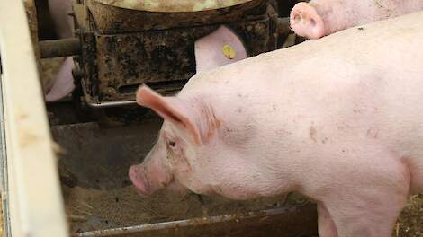 Producent Hy-D en Bovaer: Animal Health and Nutricia mogelijk naar Nutreco