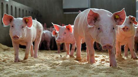 Meer dan 2300 reacties op internetconsultatie AMvB Dierwaardige Veehouderij