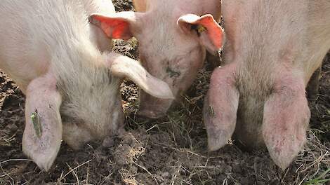 Vervangt grasklaver minerale fosfor in varkensvoer deels?