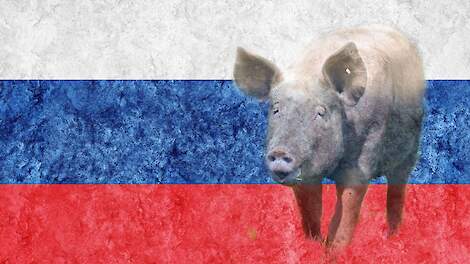 Russische varkensvleesexport stijgt richting China, Wit-Rusland en Vietnam