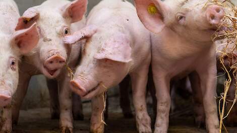 Nieuwe CBS-cijfers: forse krimp varkenshouderij plaatst vraagtekens bij afroming