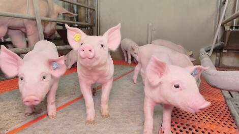 Waarom zijn de eerste dagen na het spenen zo belangrijk?