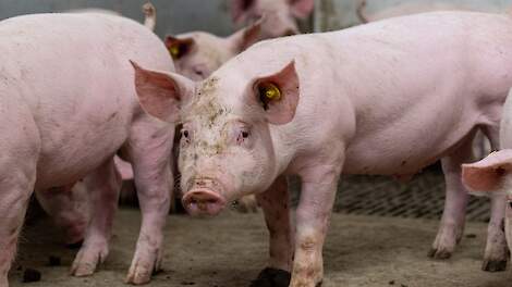 Varkenshouder mag bedrijf moderniseren na falen bezwaren buurman