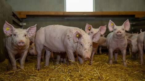 ILVO zoekt varkenshouders voor praktisch duurzaamsheidsproject