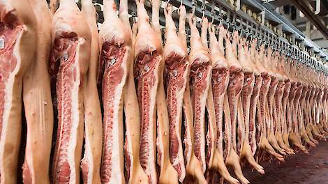 luchtwegaandoeningen-varkensvleeskwaliteit