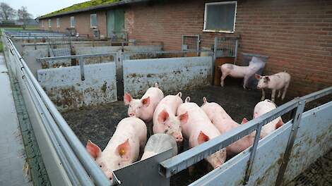 CBb: ‘Uitloop biologische varkens telt niet mee in waardering LBV’