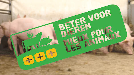 Vlaams dierenwelzijnslabel voor varkens op komst
