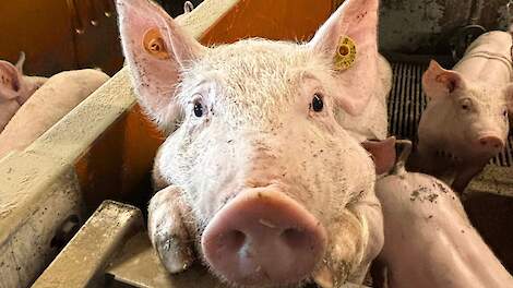 Vlaanderen publiceert ervarings- en praktijkgids digitale identificatie varkens