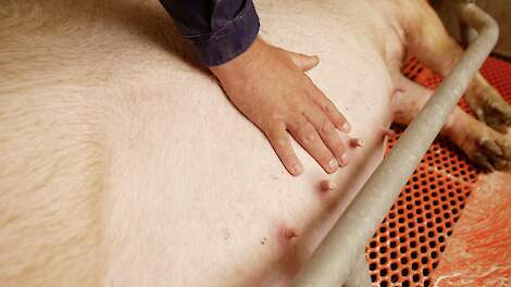 Uitval verlagen door de ideale opfokzeug