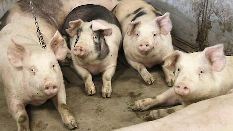 EMA adviseert goedkeuring eerste vaccin tegen varkensdysenterie