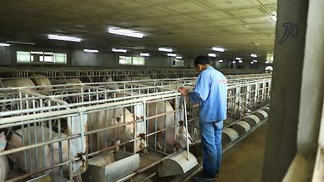 China gaat één miljoen zeugen schrappen om varkensoverschot te verminderen