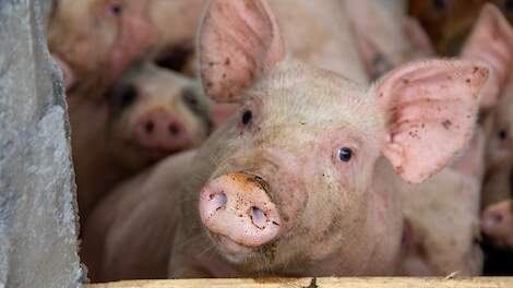 Amerikaanse varkensvleesexport in Taiwan onder druk door ractopamine