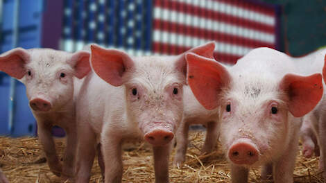 Tariefverhoging VS nauwelijks impact op Europees varkensvlees