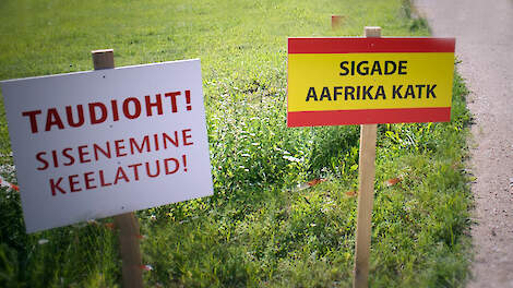 Afrikaanse varkenspest grijpt om zich heen in Estland