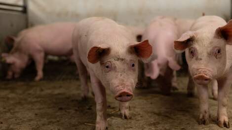 Meldpunt Foute Feiten moet misvattingen over agrarische sector uit de wereld helpen