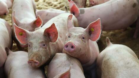 Onderzoek: ‘Neem sociaal gedrag varkens mee in management’