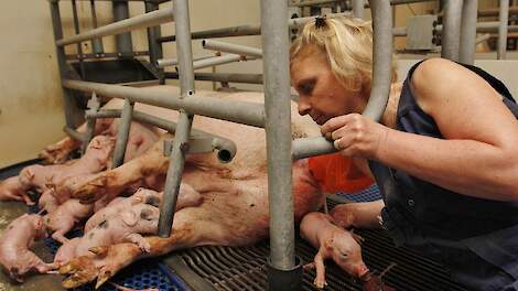 Meer dan kwart Vlaamse varkens- en pluimveebedrijven geleid door een vrouw