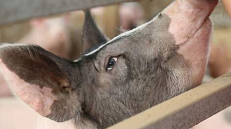 Varkensvlees krijgt als eerste het Vlaams dierenwelzijnslabel