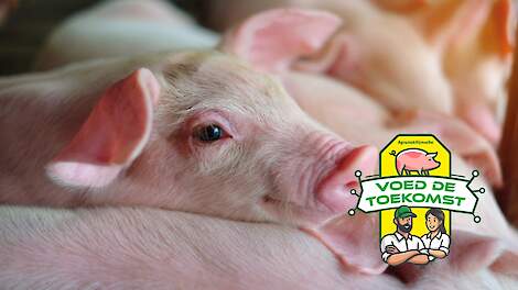 Sector Event Varkens AgruniekRijnvallei