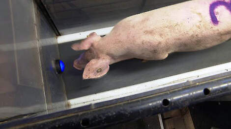 Varkens op de loopband? Onderzoekers zijn serieus!