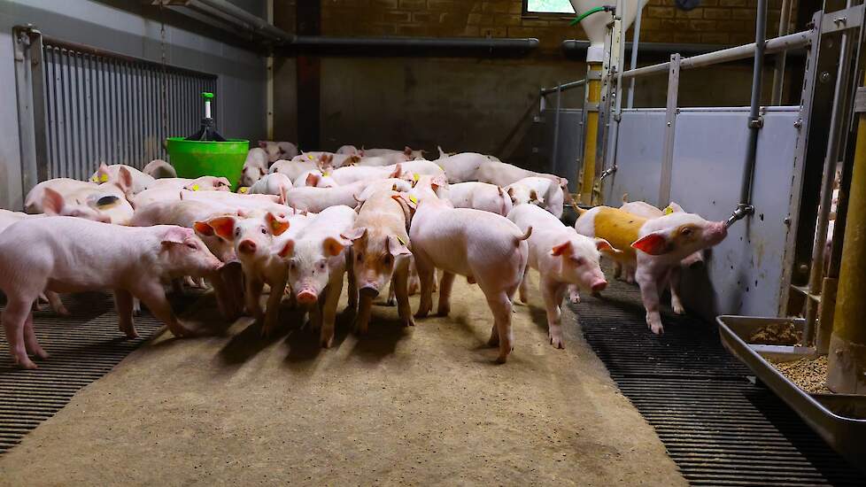 Om op jaarbasis tienduizend goede biggen groot te brengen, moet ook het management in orde zijn.