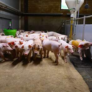 Om op jaarbasis tienduizend goede biggen groot te brengen, moet ook het management in orde zijn.