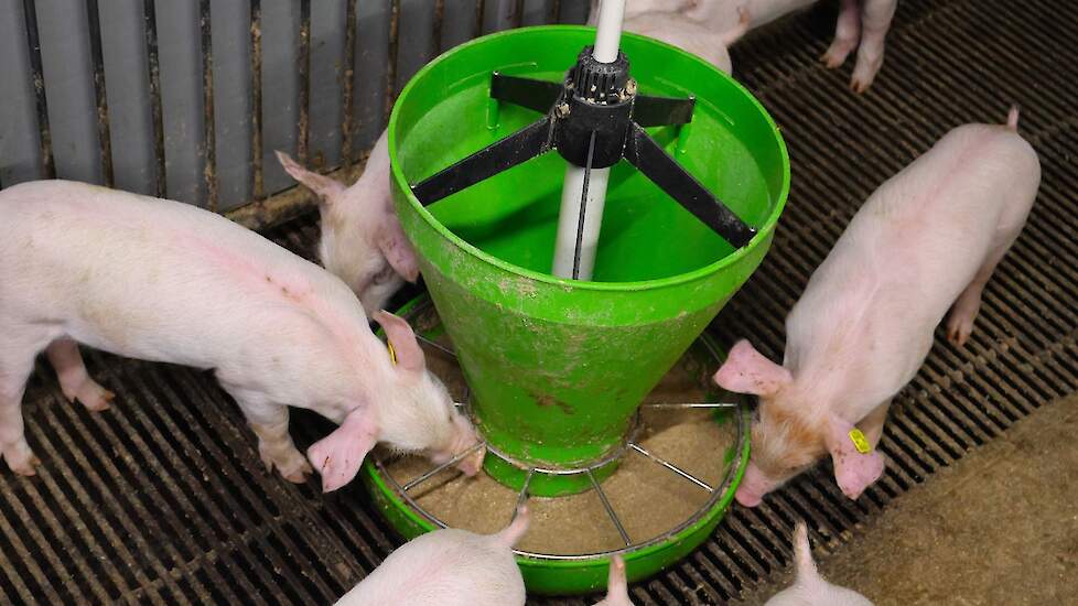 Het speenvoer stimuleert de voeropname maar bevat ook de nodige veiligheid zodat de biggen zonder problemen gespeend kunnen worden.