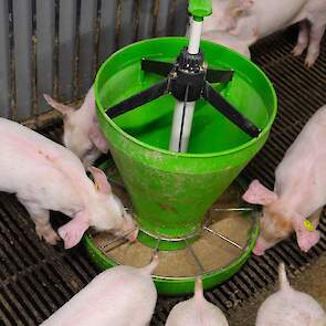 Het speenvoer stimuleert de voeropname maar bevat ook de nodige veiligheid zodat de biggen zonder problemen gespeend kunnen worden.