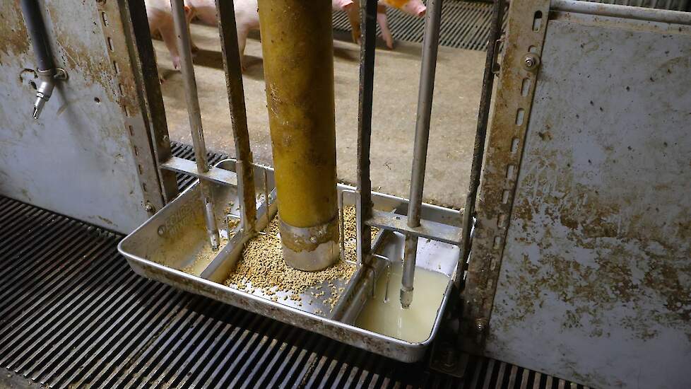 Voldoende water is belangrijk voor een goede voeropname
