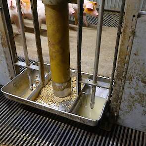 Voldoende water is belangrijk voor een goede voeropname
