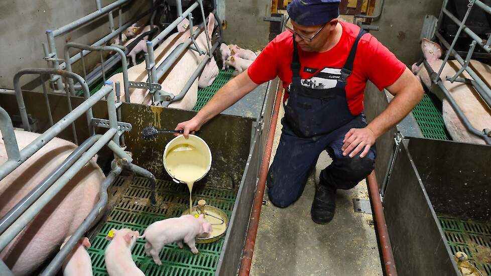 Bedrijfsleider Frank van Kuringen werkt secuur en zorgvuldig. De kommetjes in de kraamstal komen mooi leeg zodat de biggen steeds vers voer kunnen opnemen.